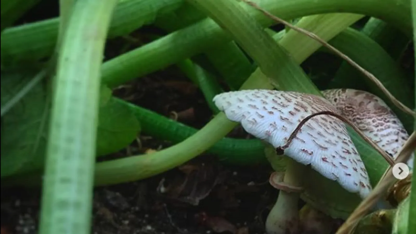 Leucoagaricus americanus fungus growing under zucchini plants in the garden