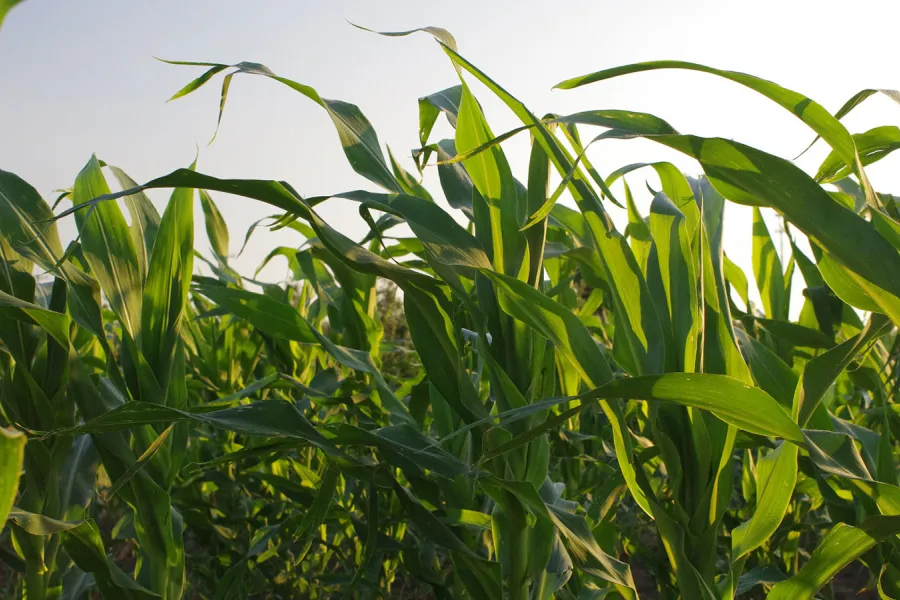 Corn field up close