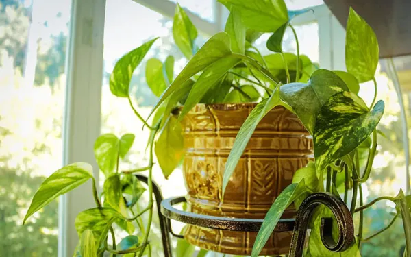 Potted green plant