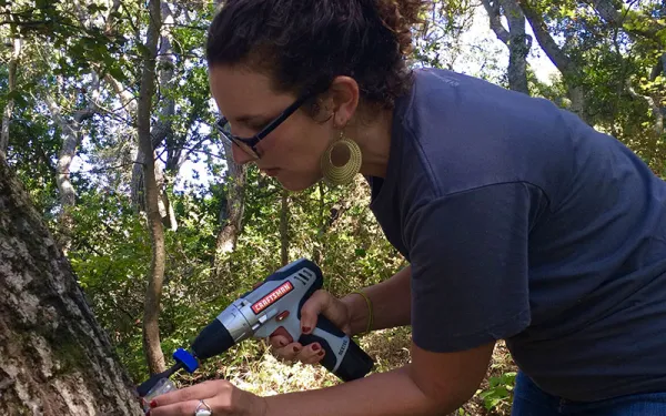 Researcher drilling into a tree